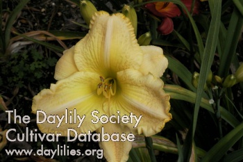 Daylily Fred Ham